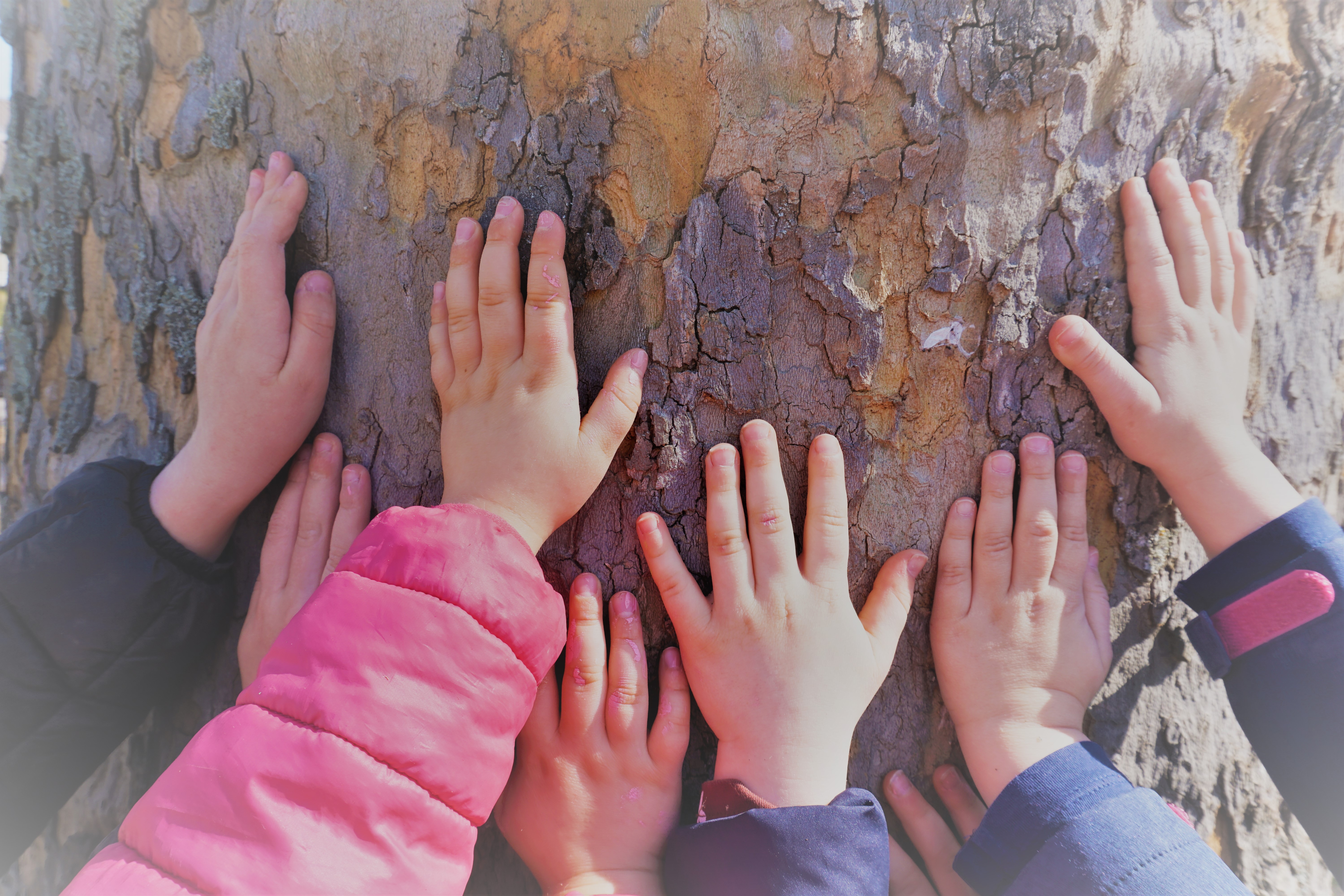  Kinderhände an Baumstamm 